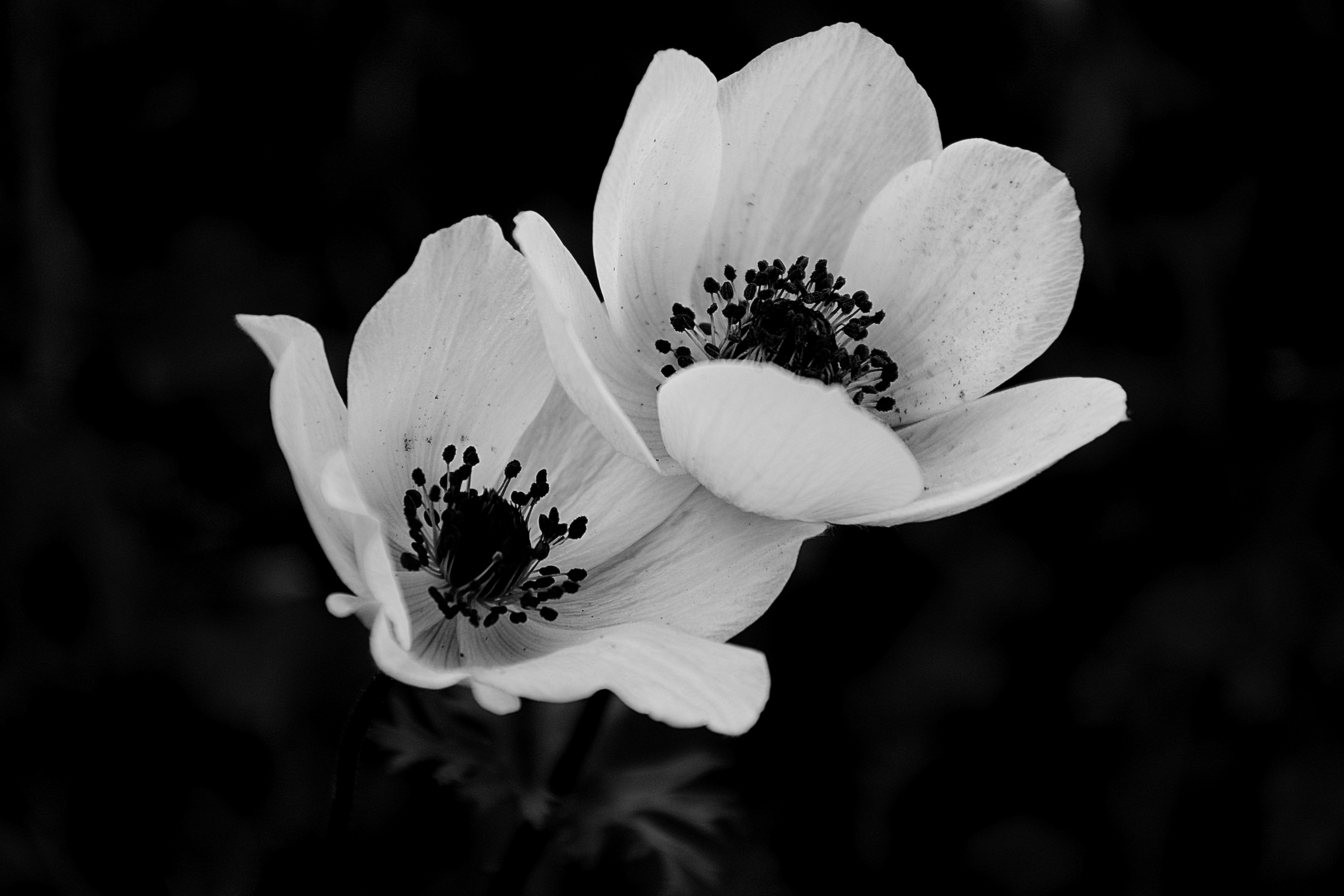 6000x4000 Black And White Close Up Of Anemone Flowers · Free