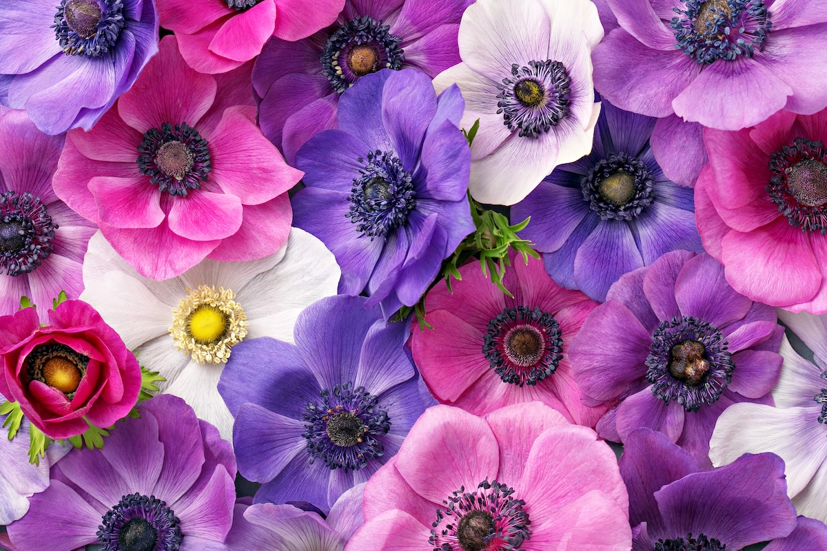 1200x800 Fun Facts About Anemones