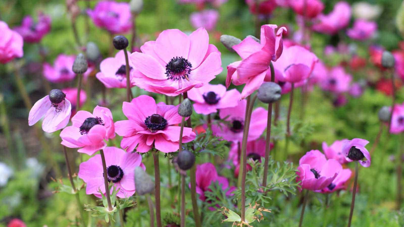 1600x900 How to Plant, Grow, and Care for Anemone Flower (Windflower)