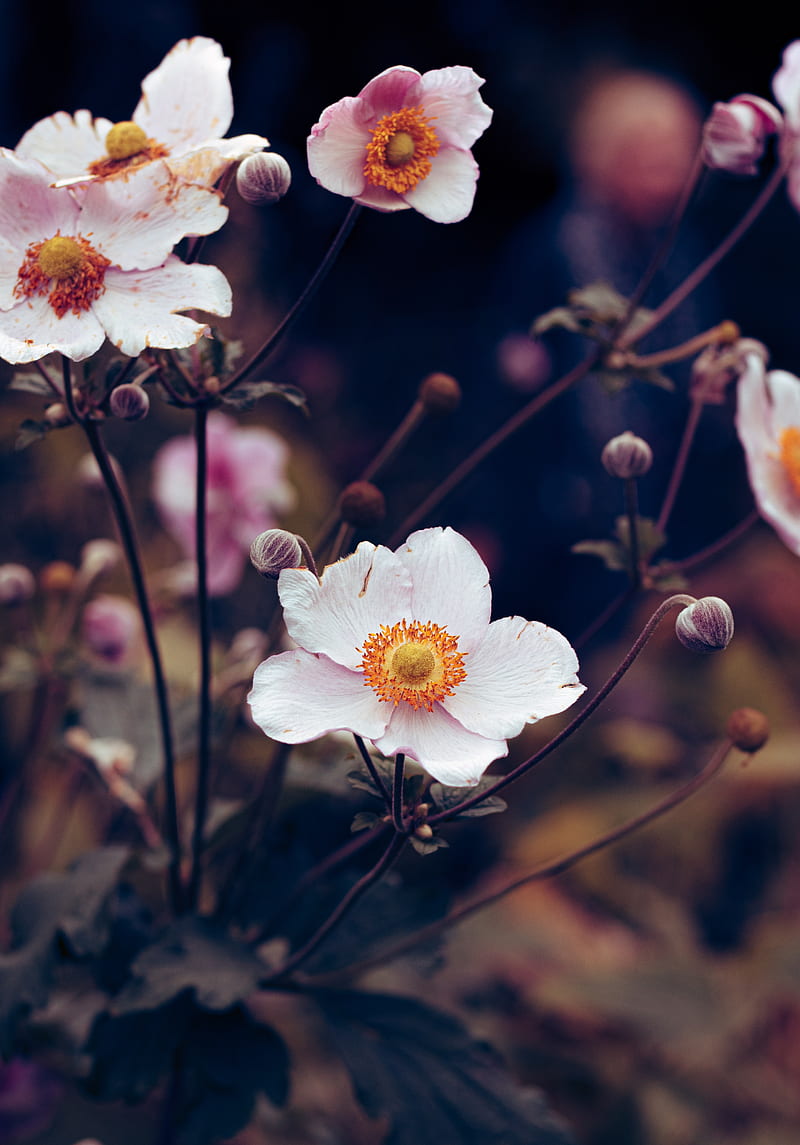 800x1145 HD white anemone flower wallpaper