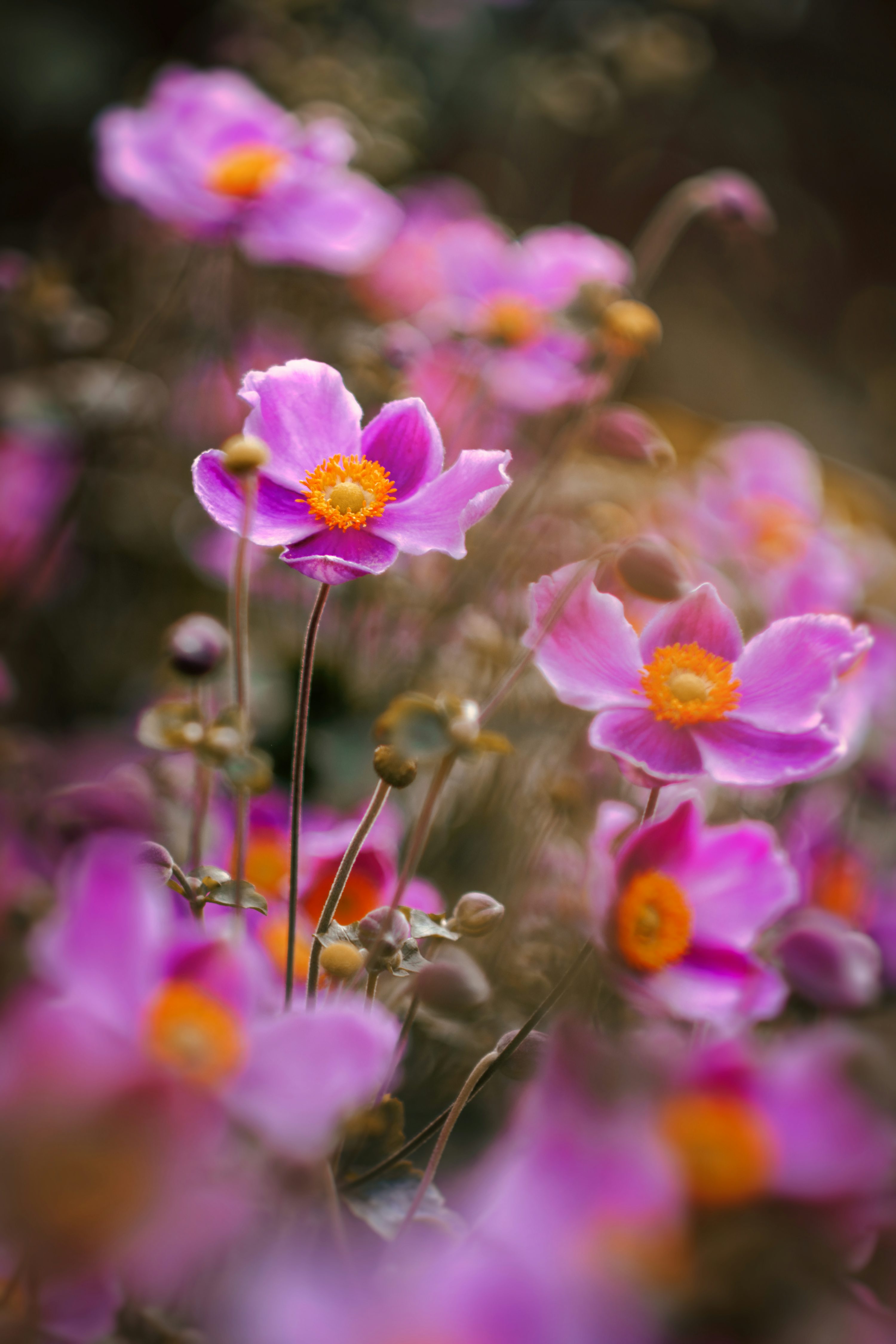3000x4500 A close up of some flowers photo