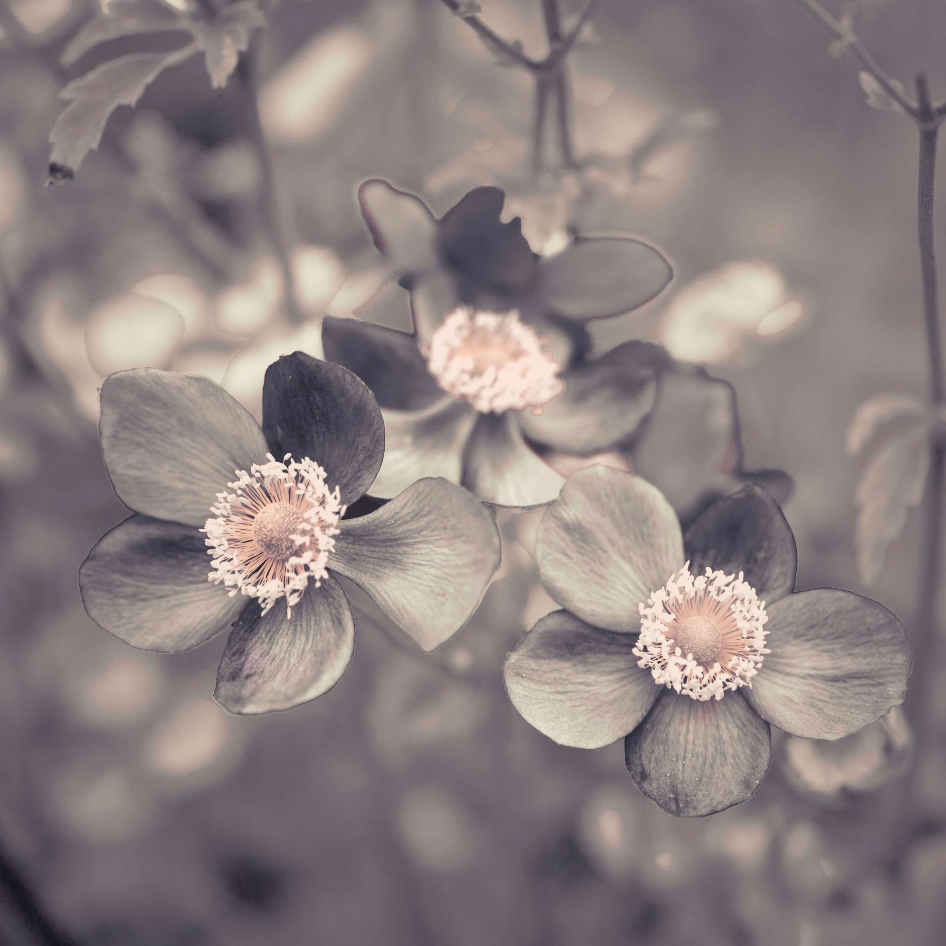 1920x1920 Anemone flower