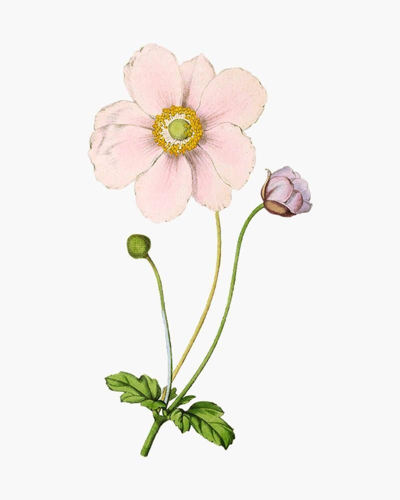 800x1000 Download Portrait Of Anemone Flower Wallpaper