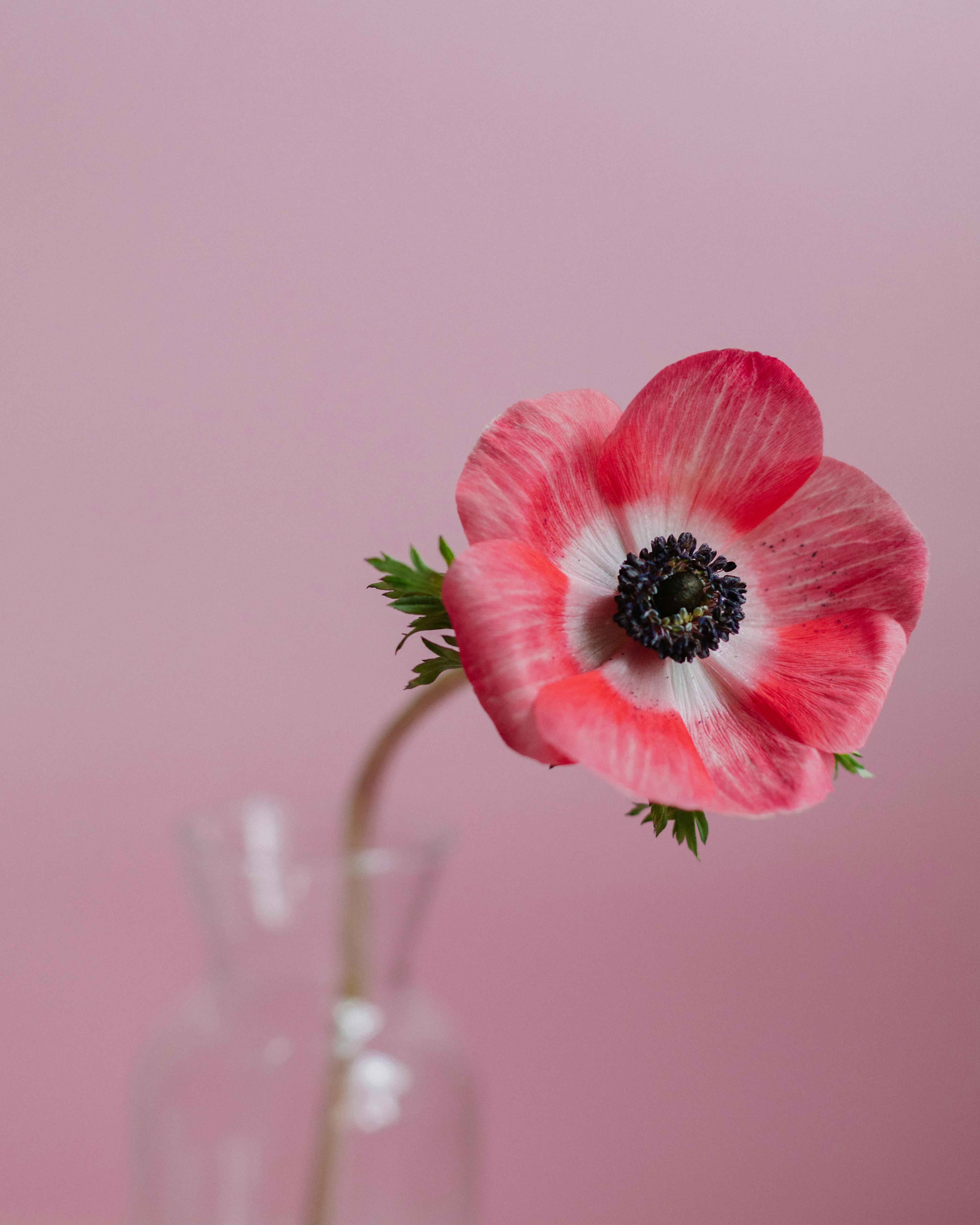 3952x4940 Pink Flower in Clear Glass Vase · Free