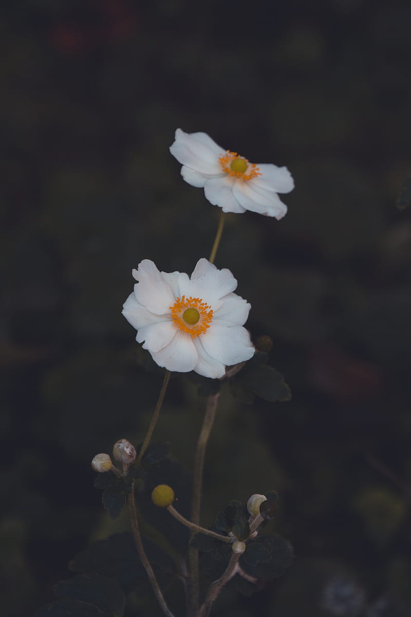 800x1200 Anemone, flower, white, macro, plant, HD phone wallpaper