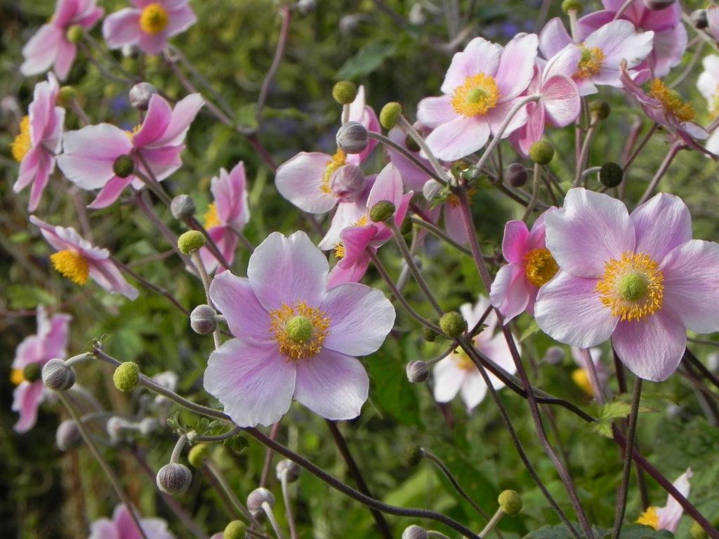 1024x768 Japanese Anemones
