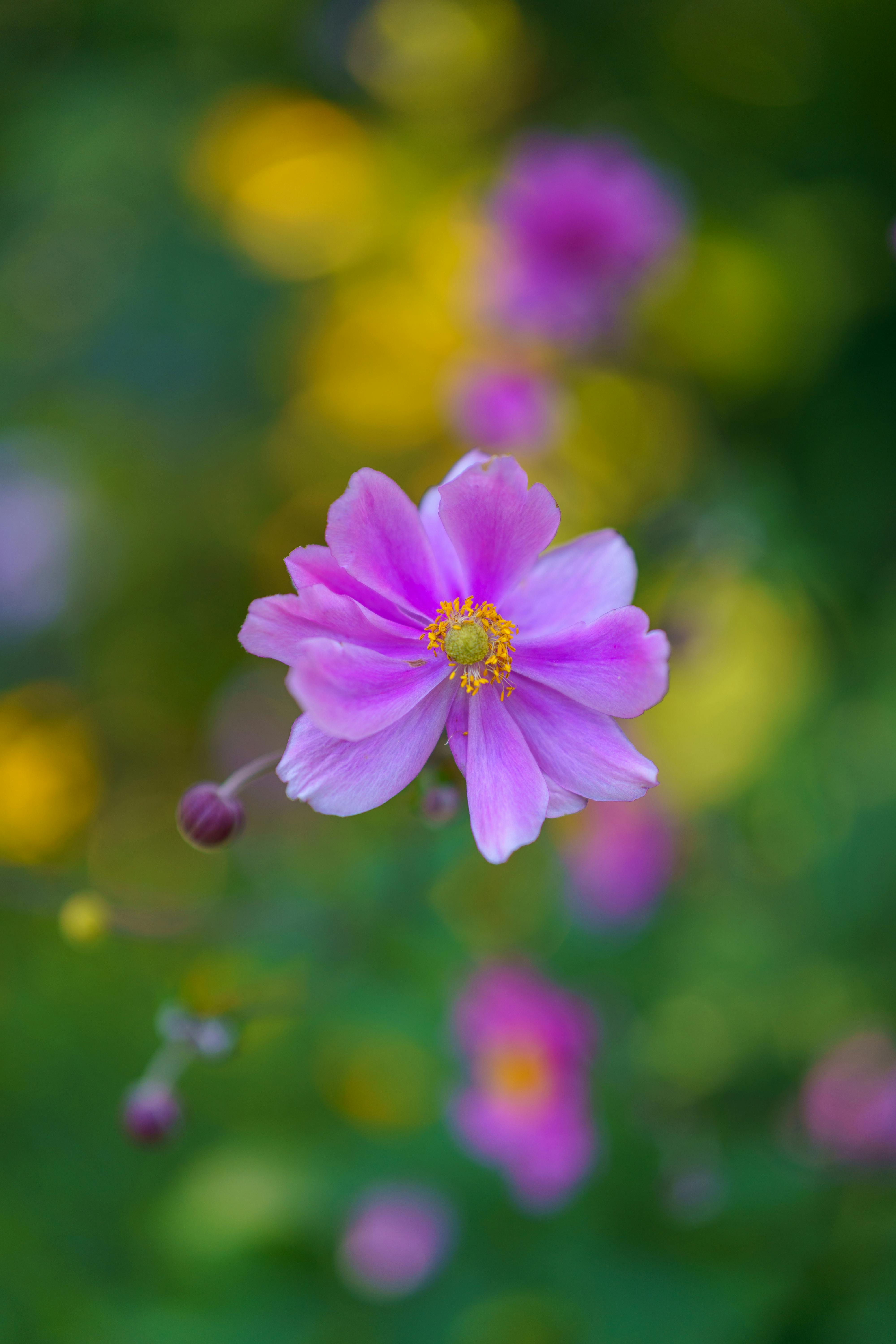 4000x6000 Vibrant Pink Anemone Flower in Bloom · Free