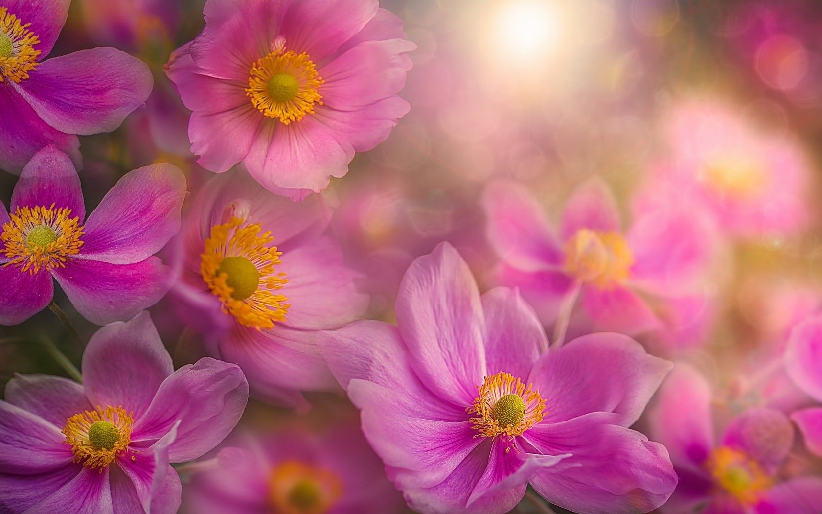 1680x1050 HD Pink Anemone: Man Made Flower Wallpaperx1050