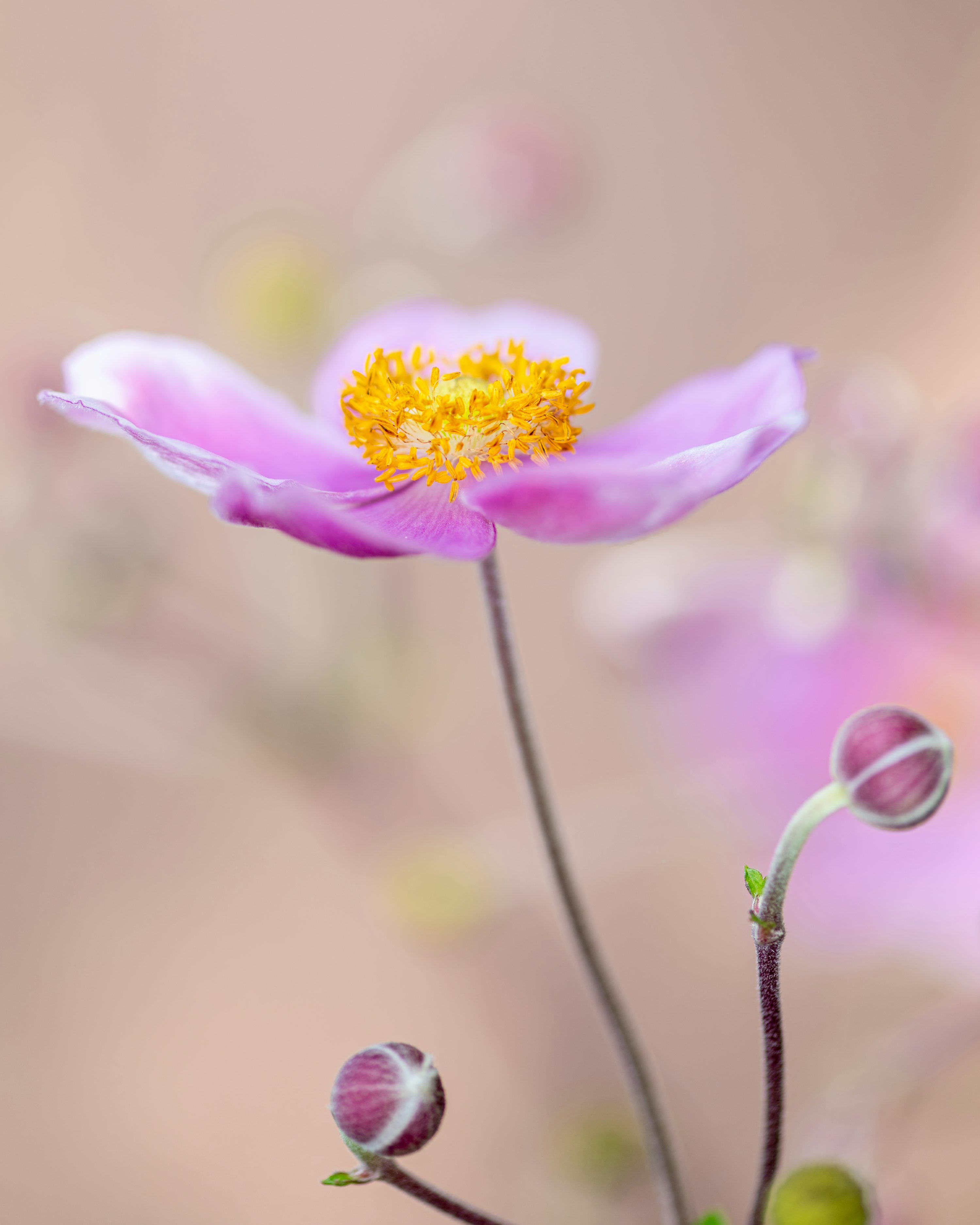 3000x3750 A close up of a flower with a blurry background photo
