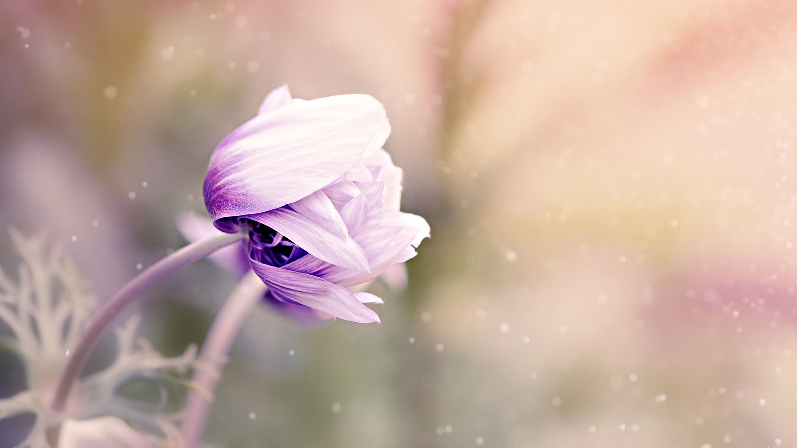 2560x1440 Anemone Flower 2K Wallpaper x 1440 pxK