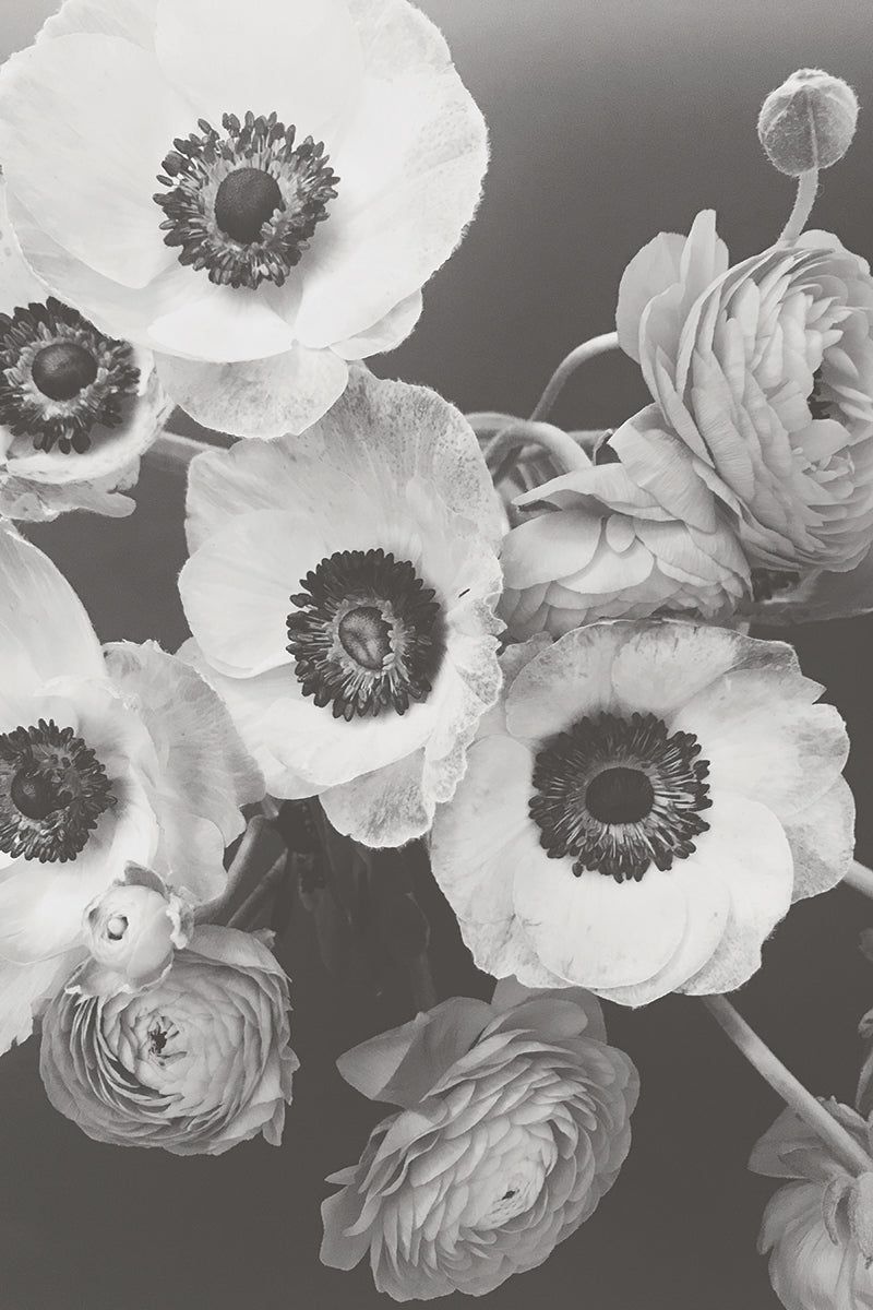 800x1200 Anemone
