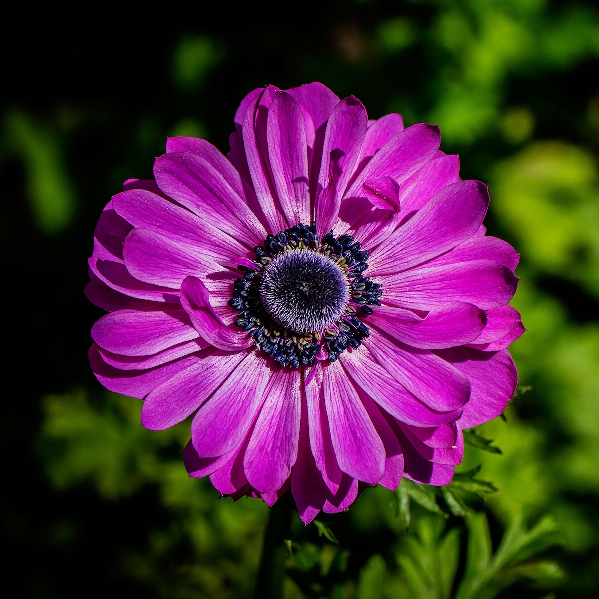 1200x1200 Anemone Flower Varieties
