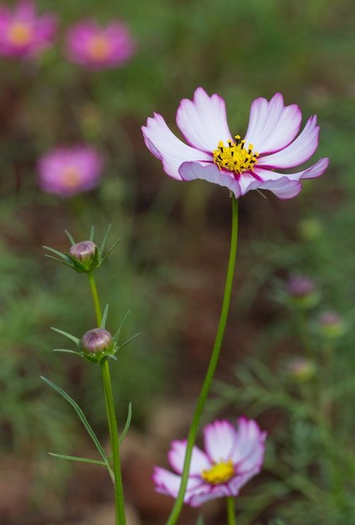 501x740 Anemone flower wallpaper Image