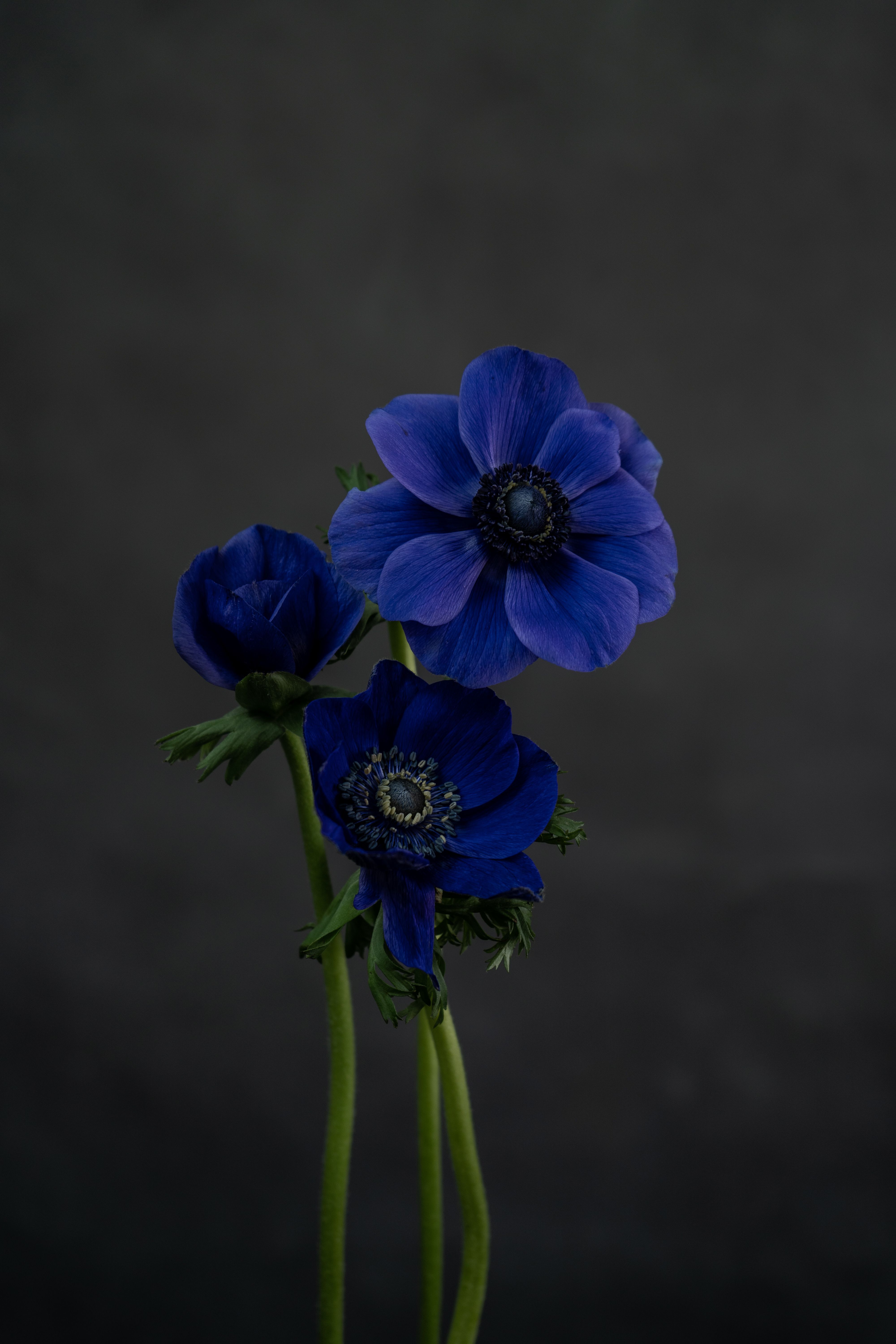 4000x6000 Close Up Photo of Anemone Flower · Free
