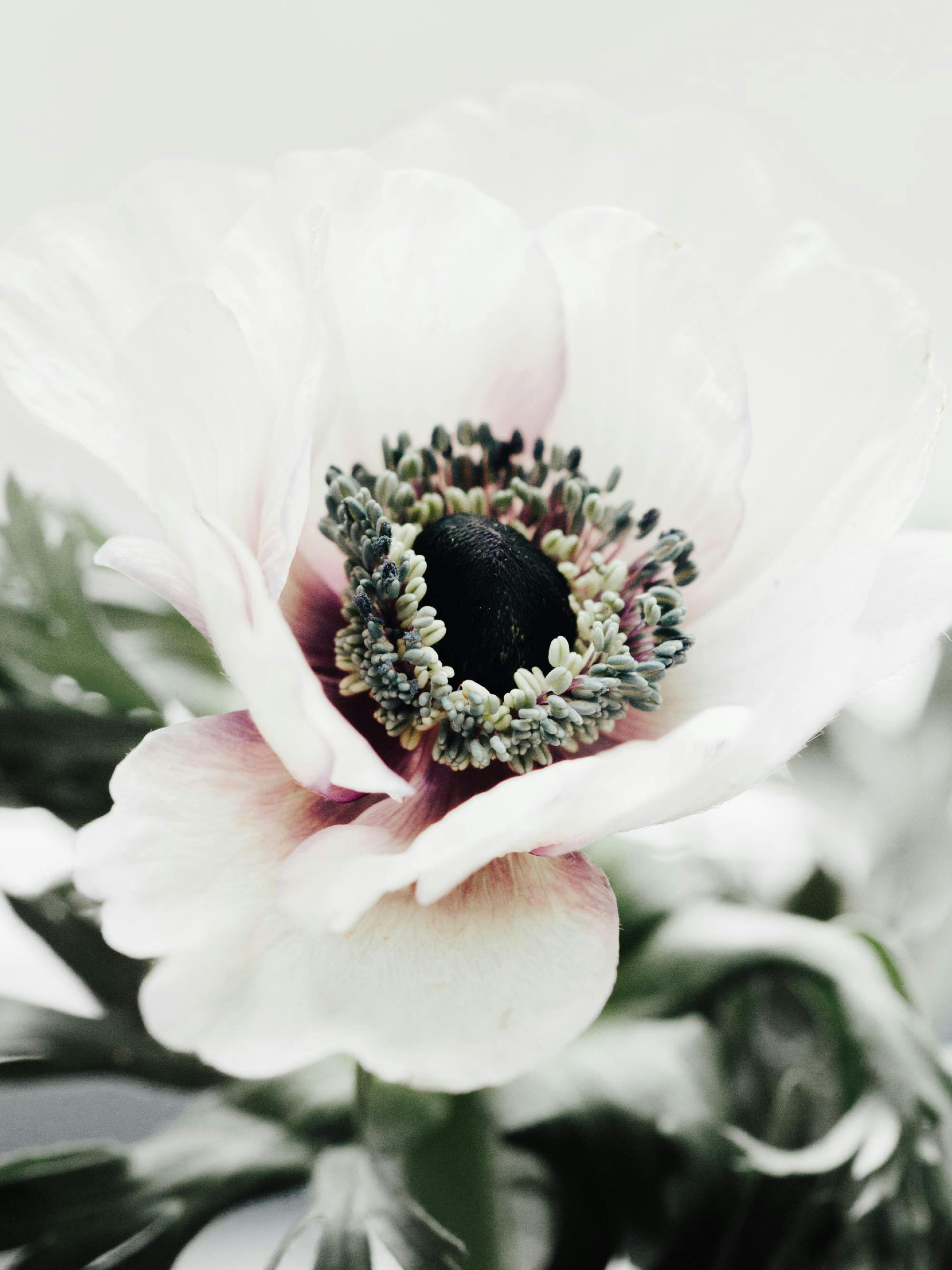 2000x2667 White Anemone Flower Poster