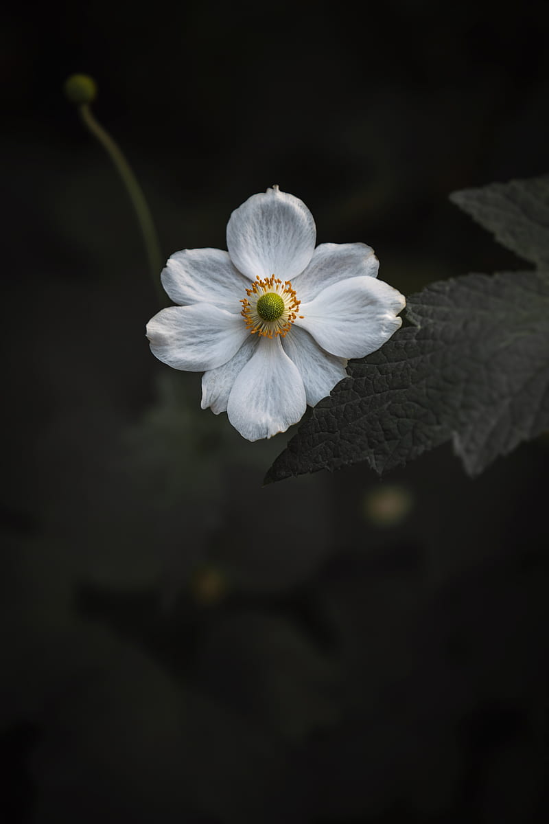 800x1200 Anemone, Flower, White, Bloom, Macro, Close Up, HD Phone Wallpaper