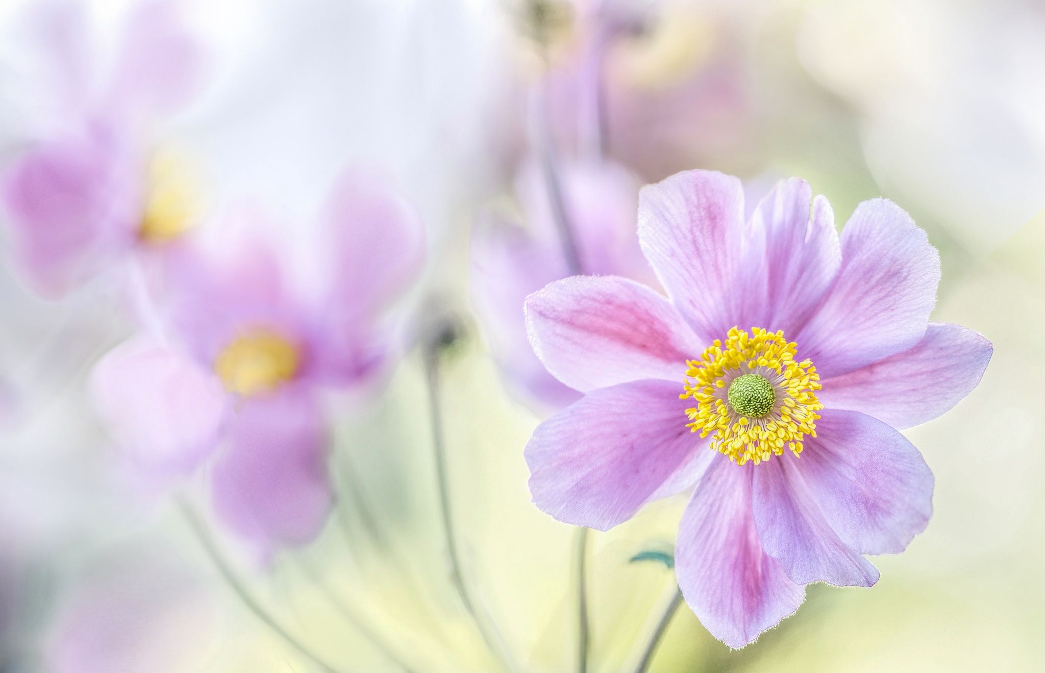 2048x1320 Radiant Pink Anemone Bloom