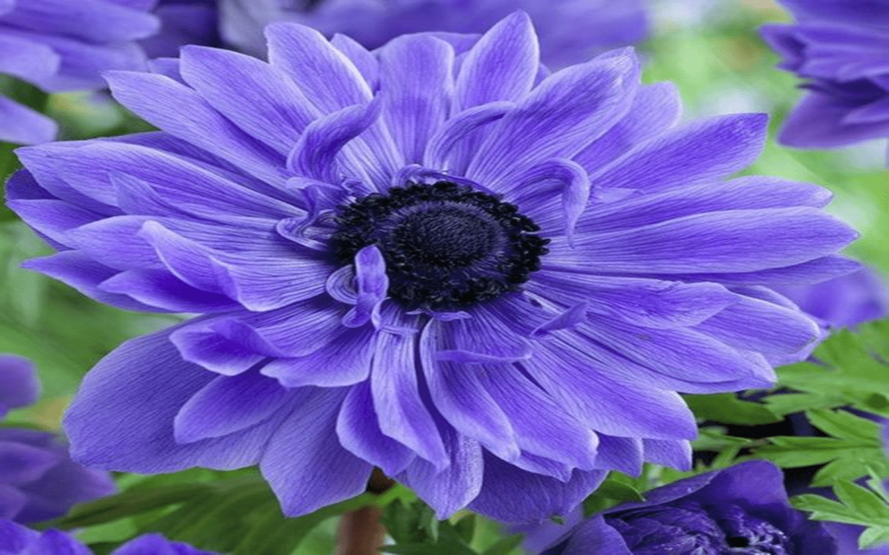 1280x800 Purple anemone flower wallpaper 应用商店