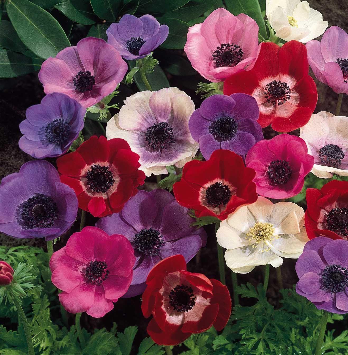 1317x1342 Anemone Flower Wallpaper
