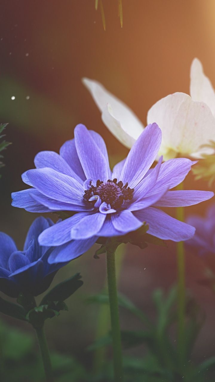 720x1280 Portrait, Anemone, flowers, blue, 720x1280 wallpaper