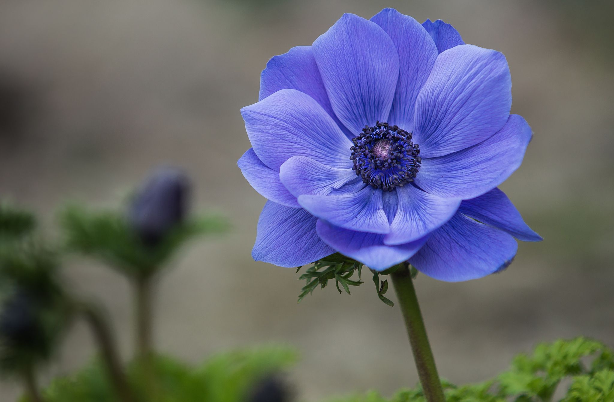 2048x1342 Download Blue Flower Flower Nature Anemone HD Wallpaperx1342