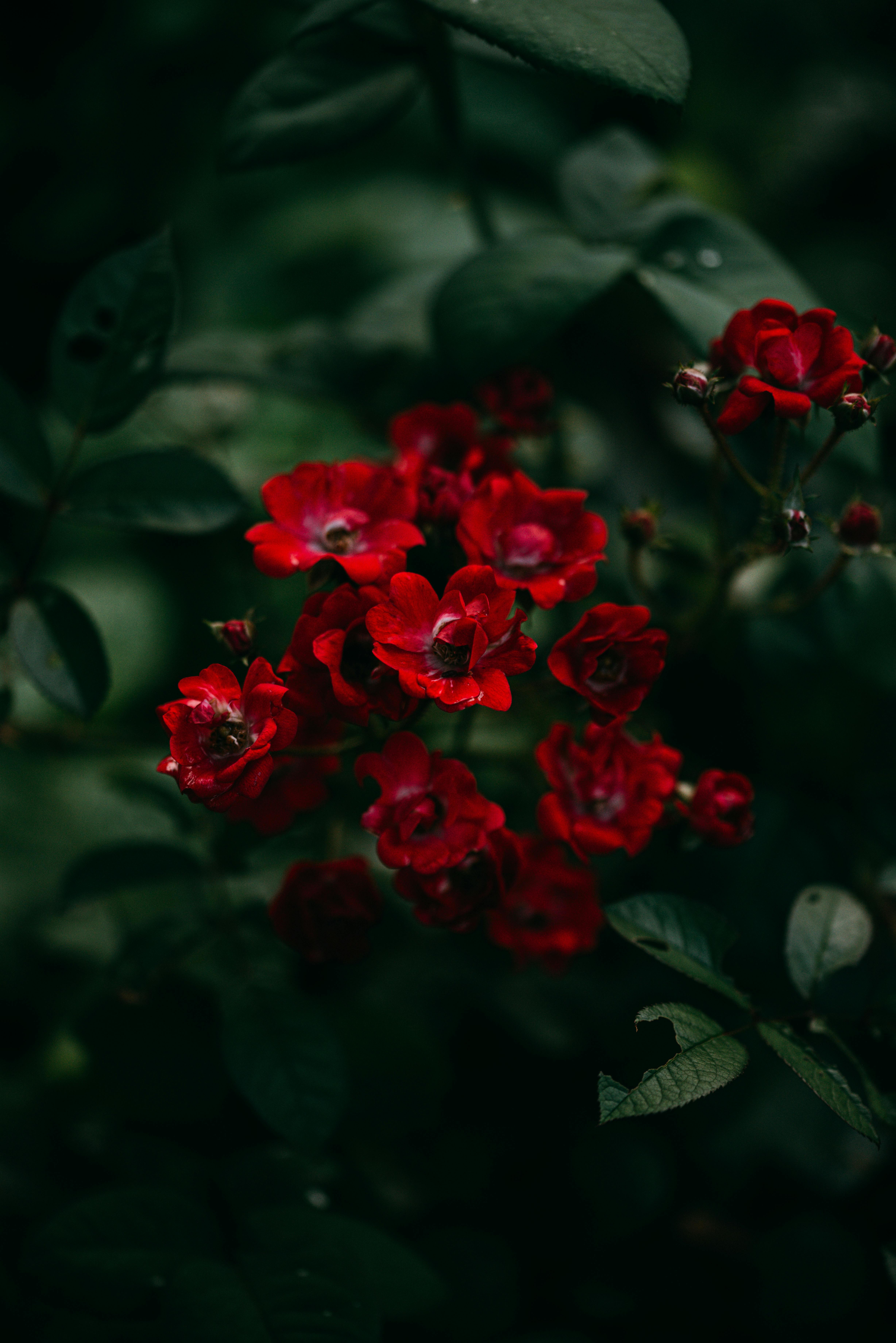 4912x7360 Red Poppy Anemone Flowers in Bloom · Free