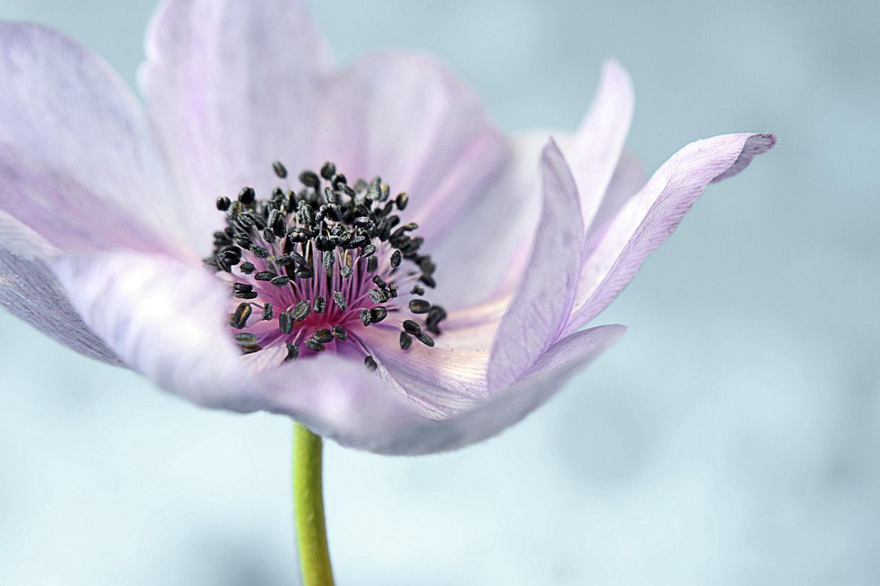 1280x853 Autumn Blooming Anemone Japanese