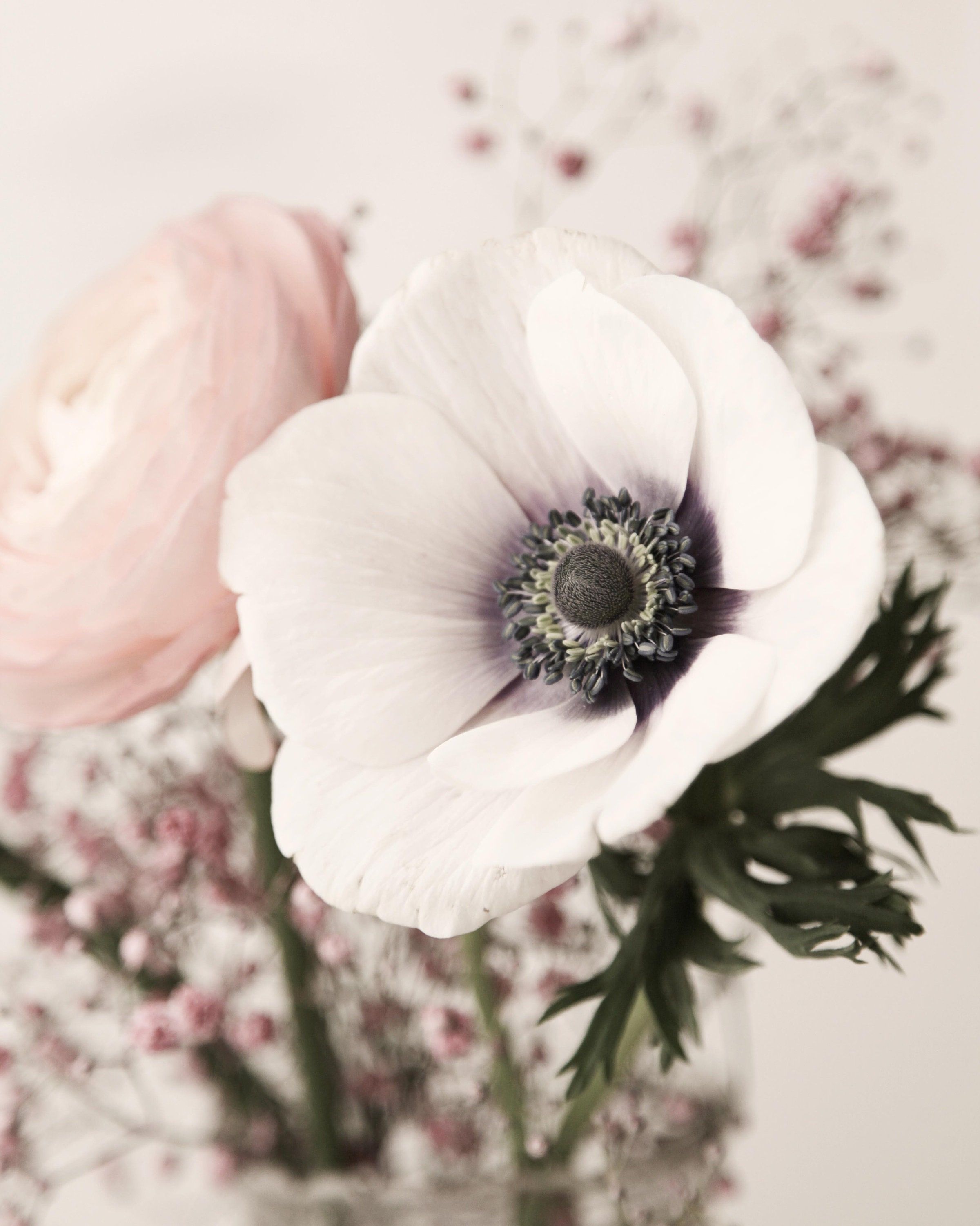 2400x3000 Anemone Flower Digital Print Large Wall Art Photography Instant Download Print Poster Spring Print