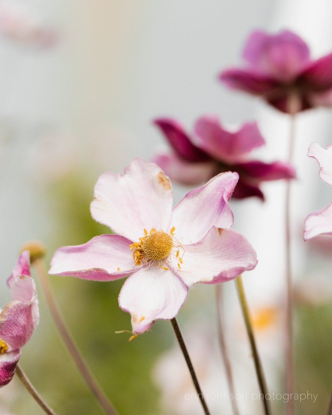 1280x1600 Japanese Anemone Floral Unframed Photography Print or Canvas Collection