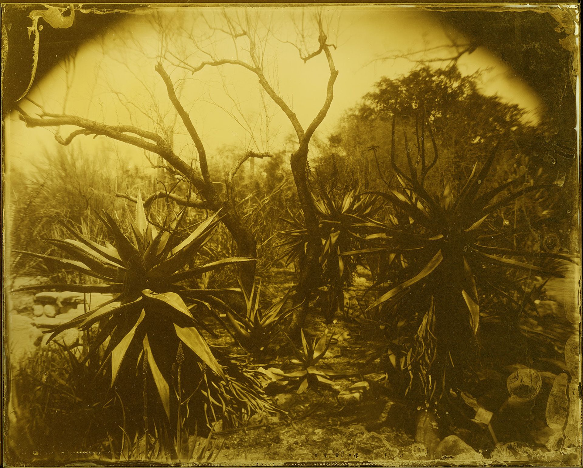 1920x1540 Yojiro Imasaka: Gardens Botanical Gardens