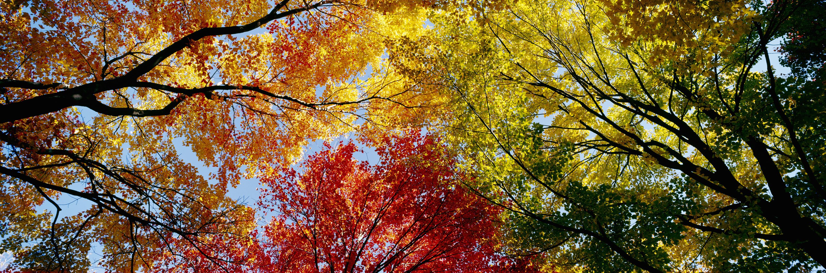 3200x1061 Low Angle View Of Trees Wall Mural Your Way