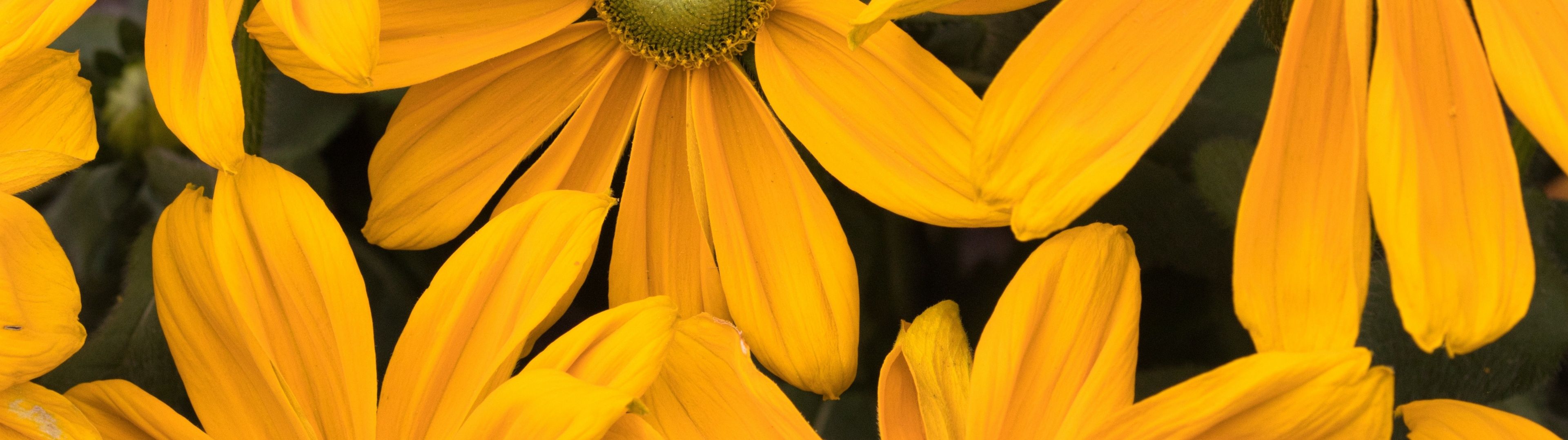 3840x1080 Yellow flowers Wallpaper 4K, Blossom, Floral Background