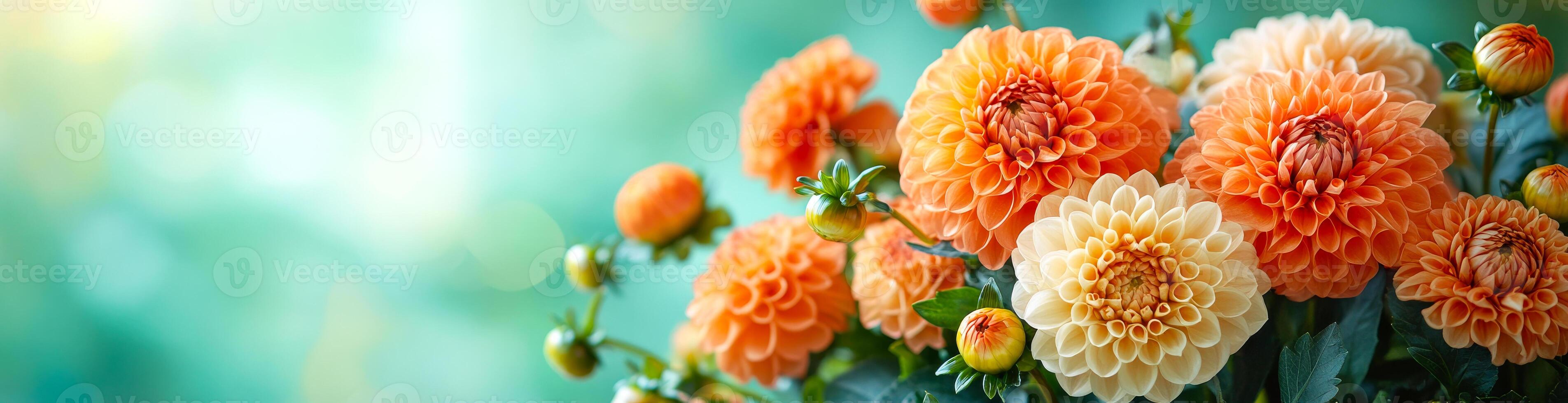 3808x980 Orange and cream dahlia bouquet. A vivid bouquet of orange and cream dahlias against a soft green backdrop, showcasing their intricate petals