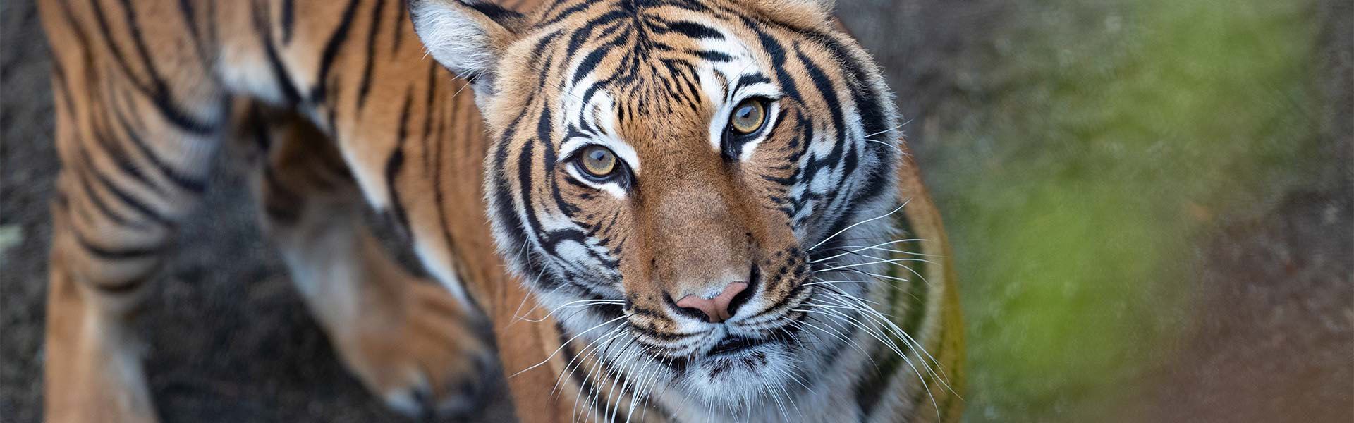 1920x600 Woodland Park Zoo