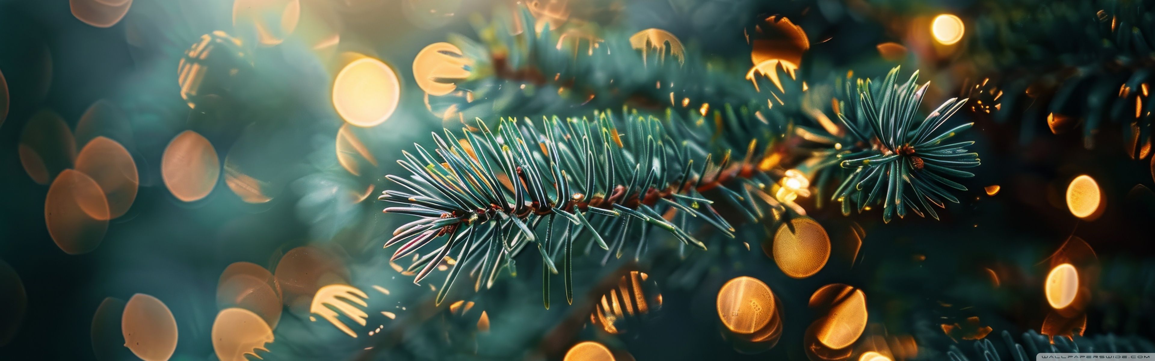 3840x1200 Fir Branch, Golden Bokeh 4K UHD Wallpaper for UltraHD Desktop and TV : Widescreen and UltraWide Display : Dual Monitor : Smartphone and Tablet Devices
