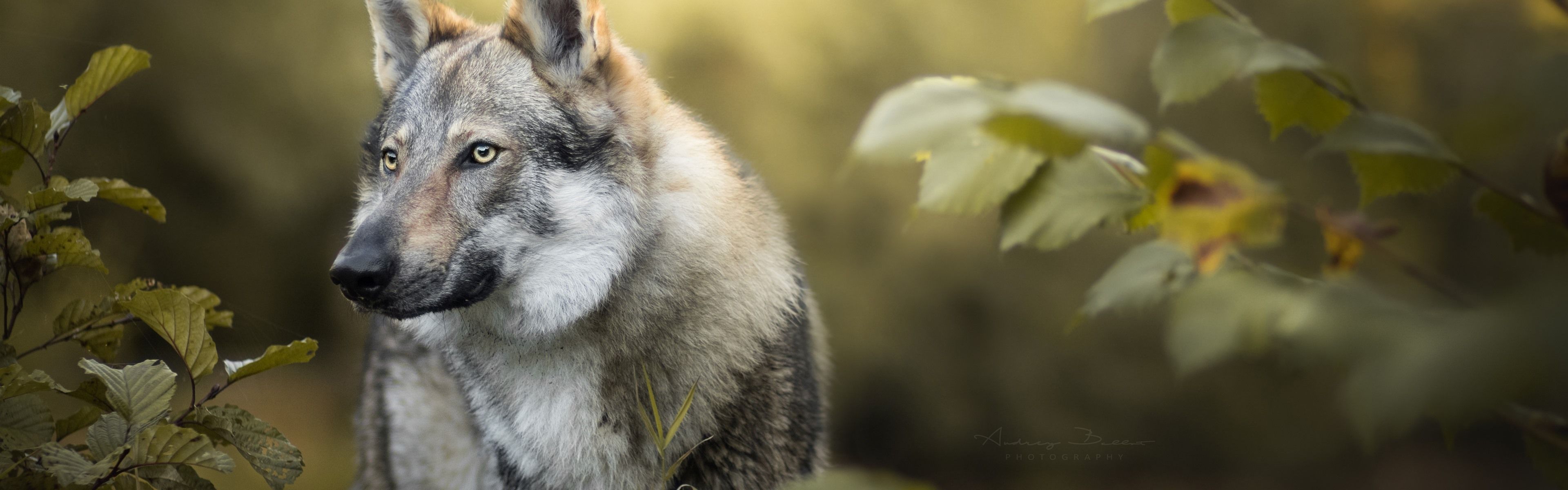 3840x1200 Wallpaper Wolf, bushes, leaves 5120x2880 UHD 5K Picture, Image