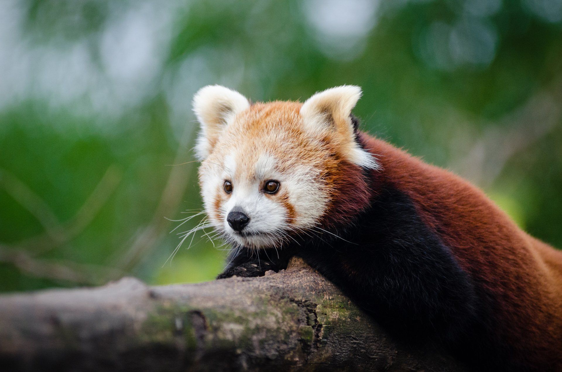1920x1272 Download Bokeh Animal Red Panda 4k Ultra HD Wallpaperx3264