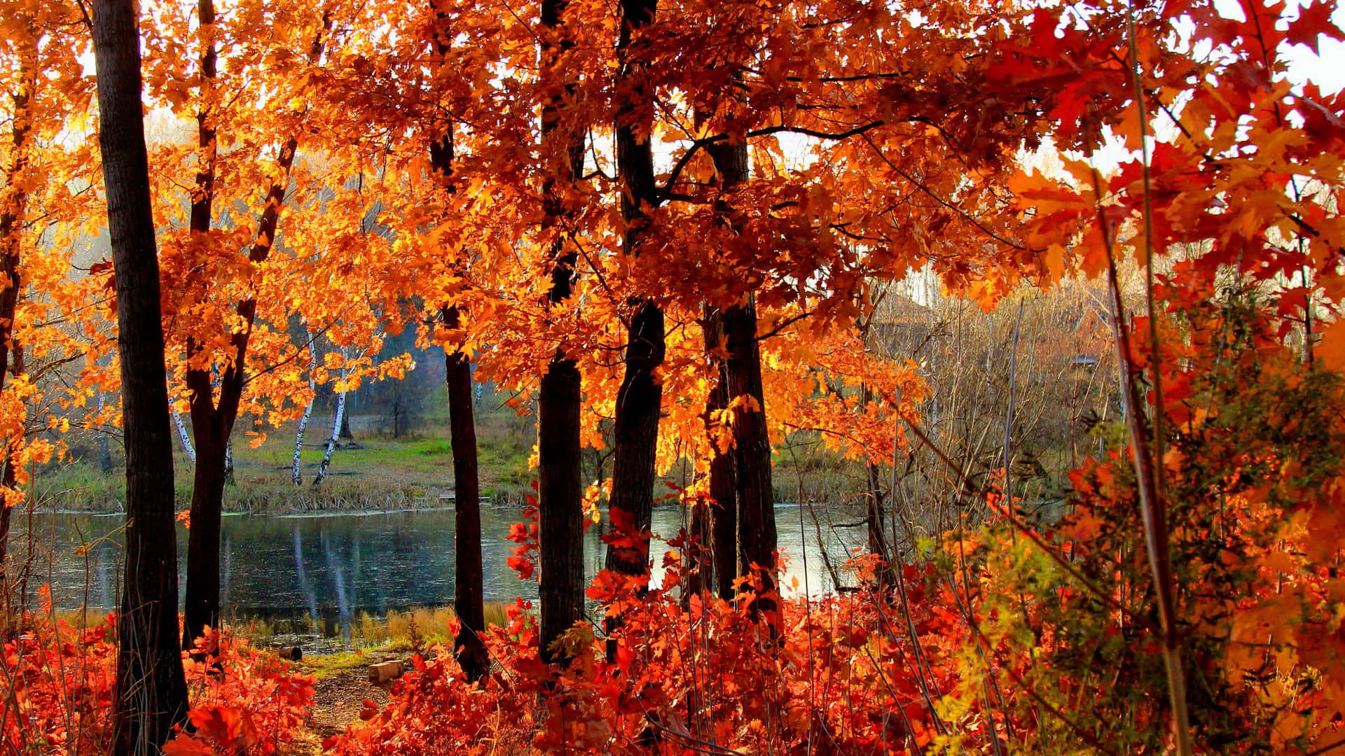 1920x1080 Download Enjoy the Warm Autumn Wallpaper