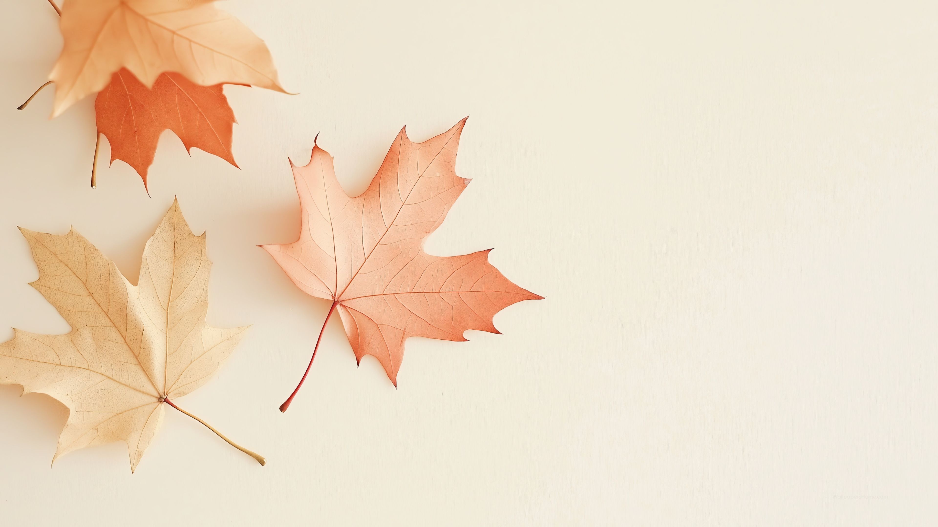 3840x2160 Fall Wallpaper 4K, Harvest