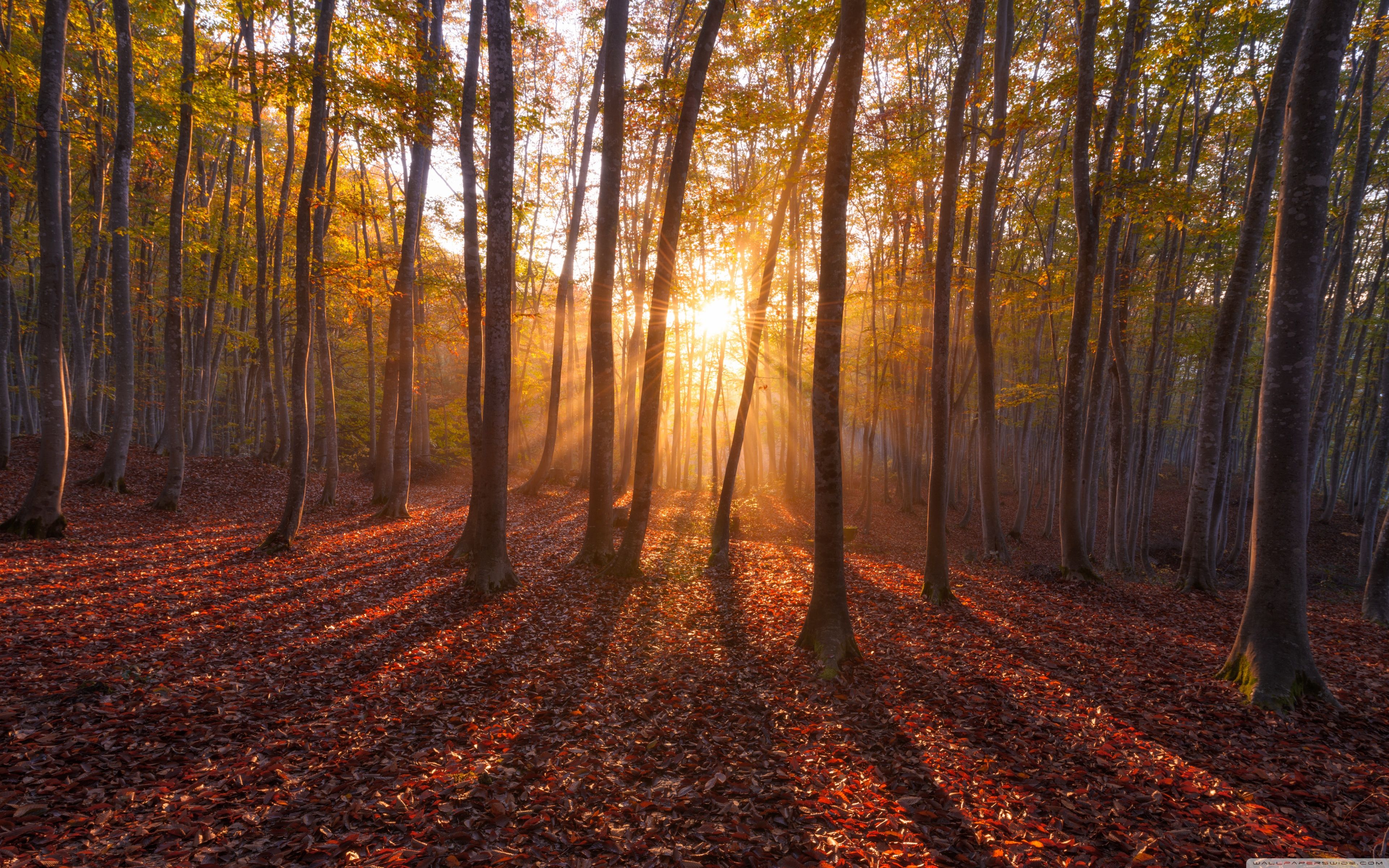 3840x2400 Warm Sunrise. Forest 4K UHD Wallpaper for UltraHD Desktop and TV : Widescreen and UltraWide Display : Dual Monitor : Smartphone and Tablet Devices