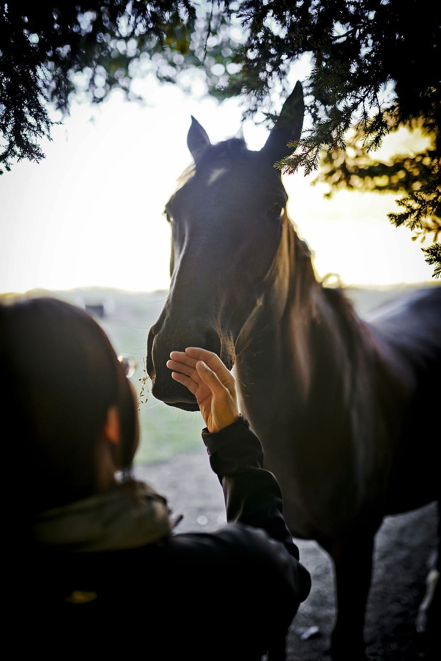 910x1363 woman, standing, front, horse, person, holding, horse nose, tree