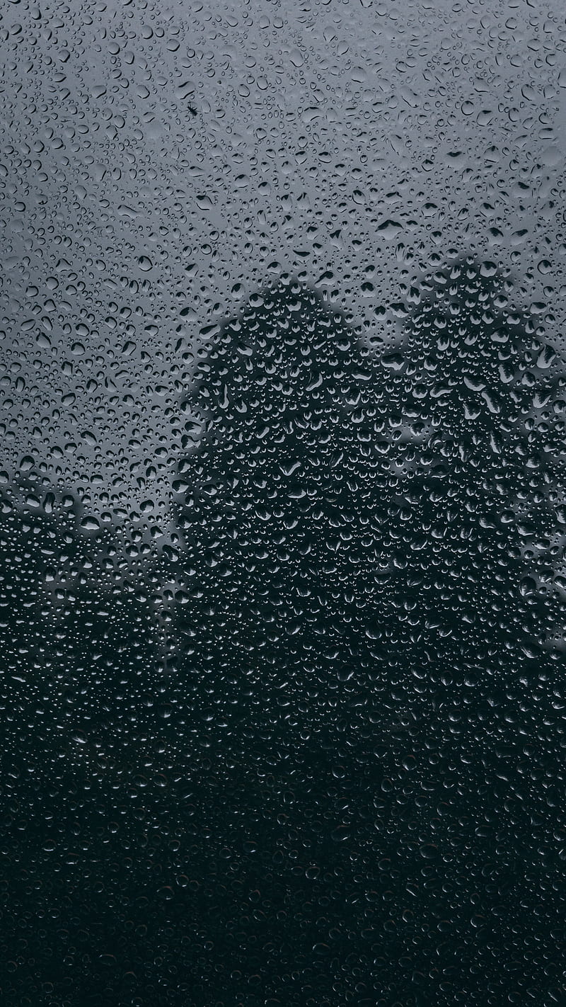 800x1422 Forest Rain, brazil, drop, green, moody, nature, water, window, wood, HD phone wallpaper