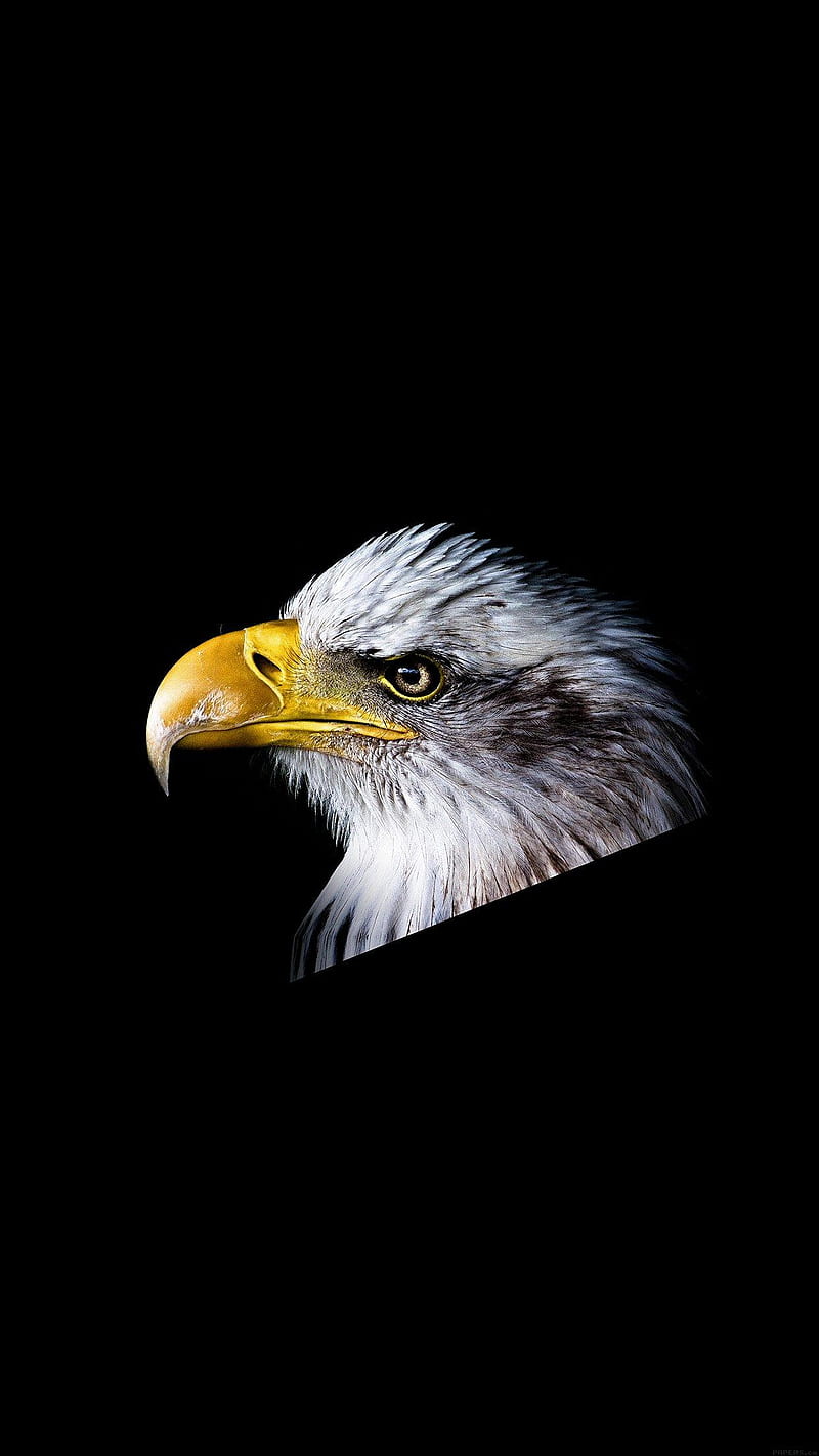 800x1422 Eagle, amoled, awesomestic, bird, dark, HD phone wallpaper