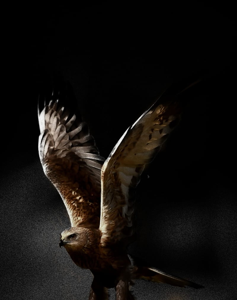 800x1011 Eagle, amoled, animals, best, black, dark, eagles, falcon, iphone, samsung, HD phone wallpaper
