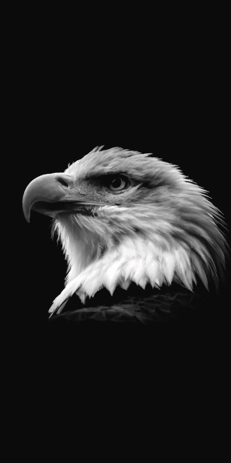 800x1600 Eagle, animal, animals, birds, black, eagle, eagle eye, falcon, white, HD phone wallpaper