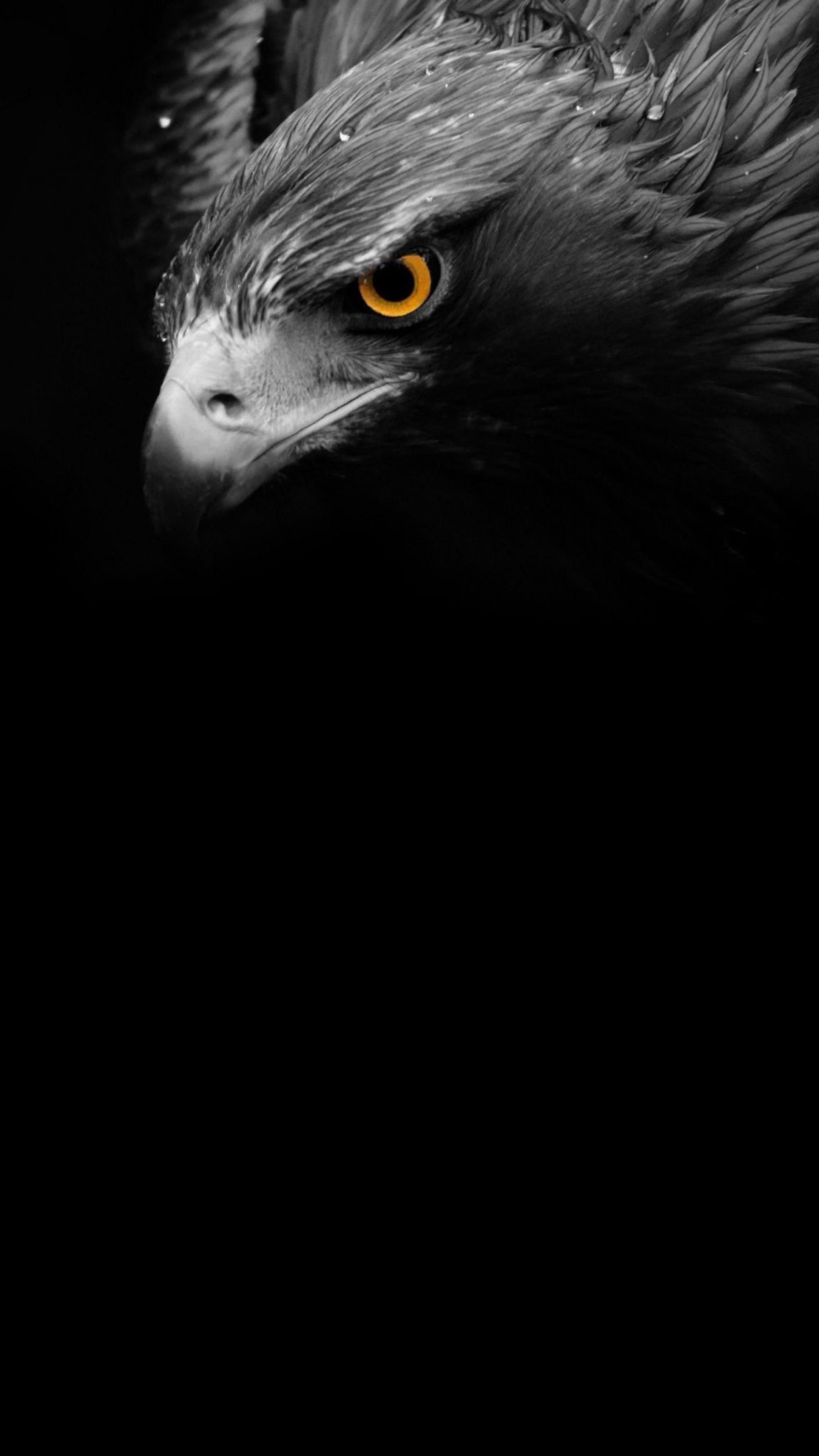2160x3840 Black Eagle Wallpaper