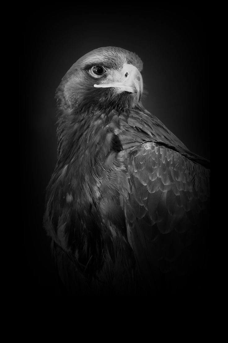 736x1103 AMOLED Animal Wallpaper