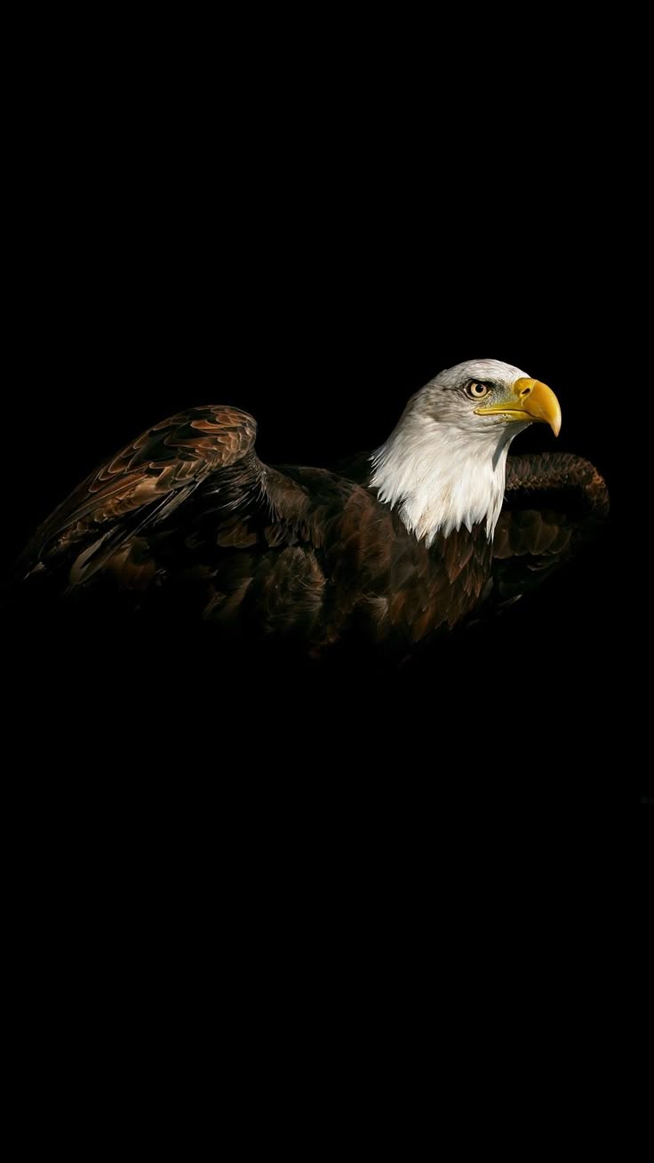 736x1308 Eagle wallpaper