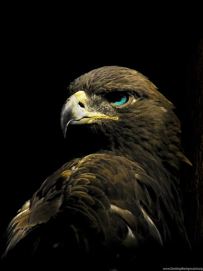 800x1067 Golden Eagle Android, HD phone wallpaper