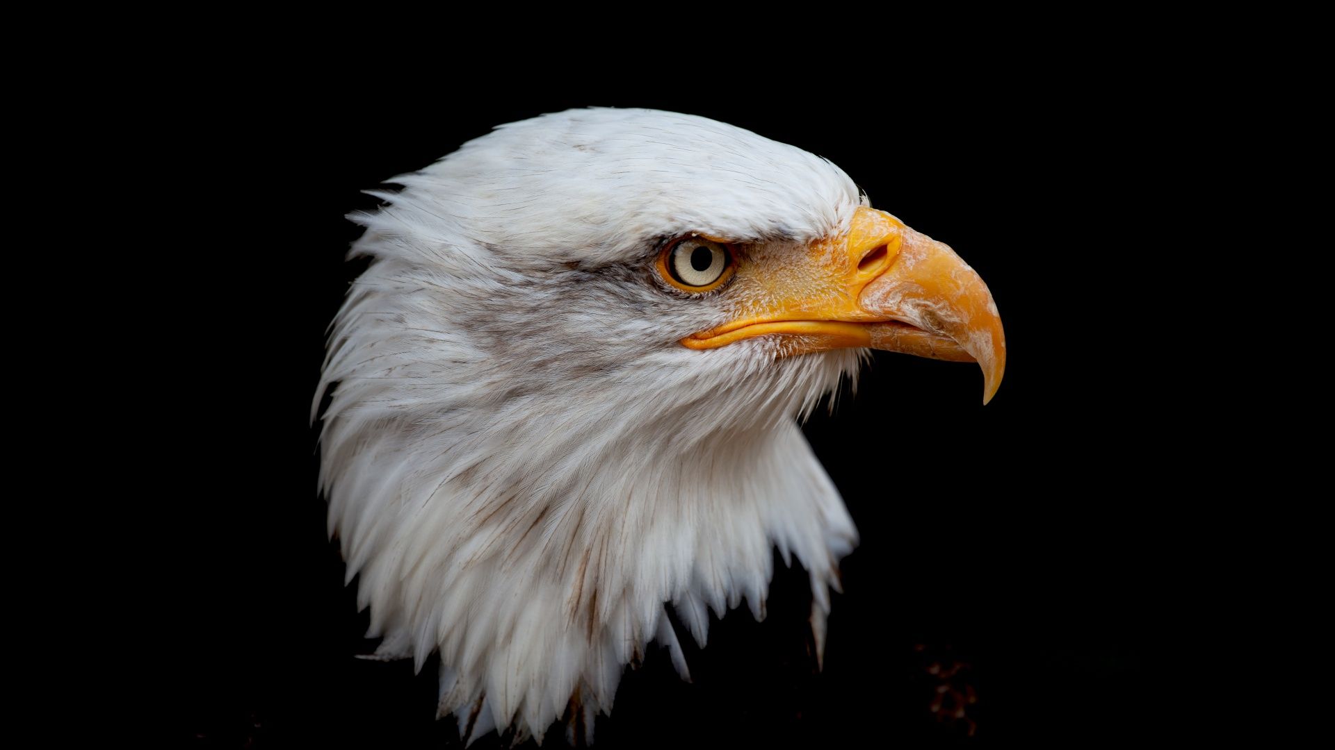 1920x1080 Bald eagle Wallpaper 4K, 8K, Bird of prey, Raptor